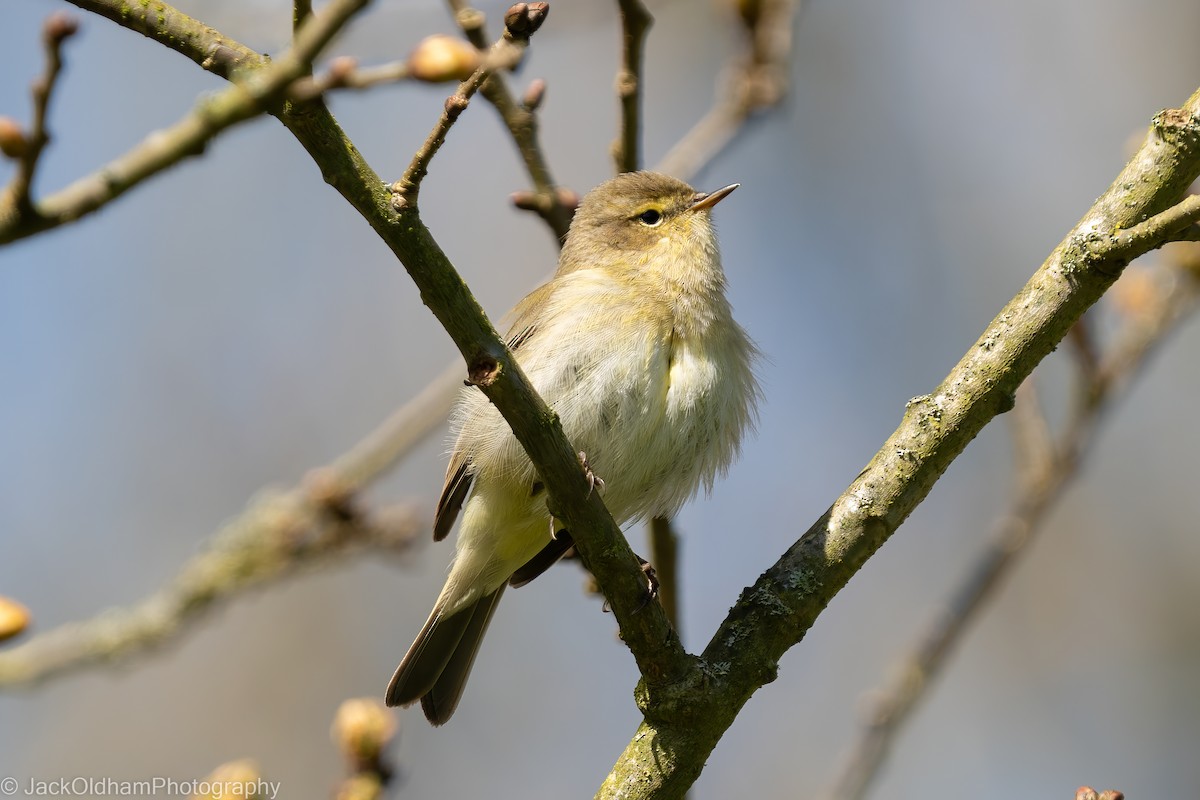 Çıvgın - ML645774553