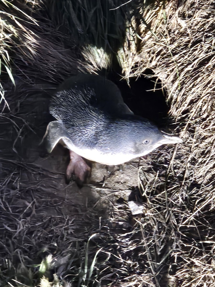 Little Penguin - ML645774556