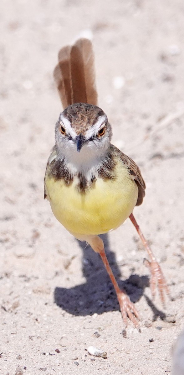 Kara Göğüslü Prinya - ML645774559