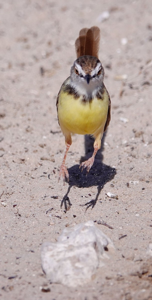 Kara Göğüslü Prinya - ML645774560