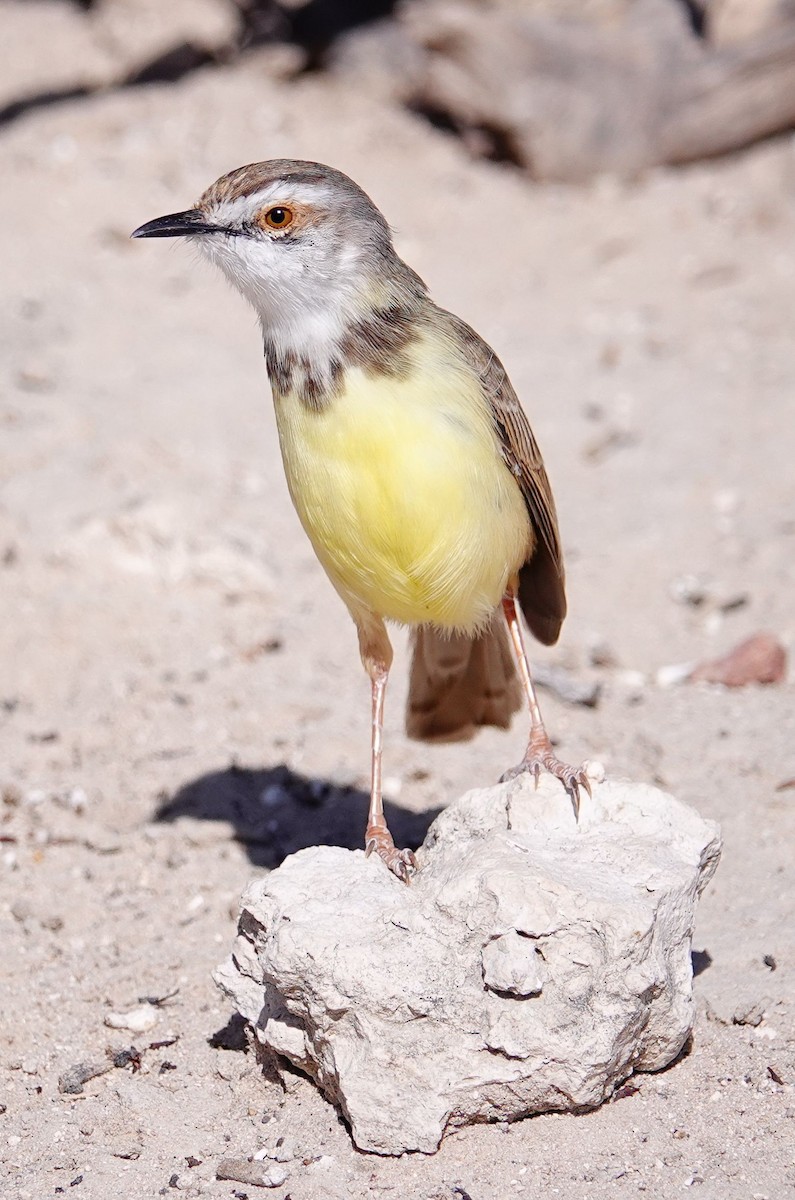 Kara Göğüslü Prinya - ML645774561