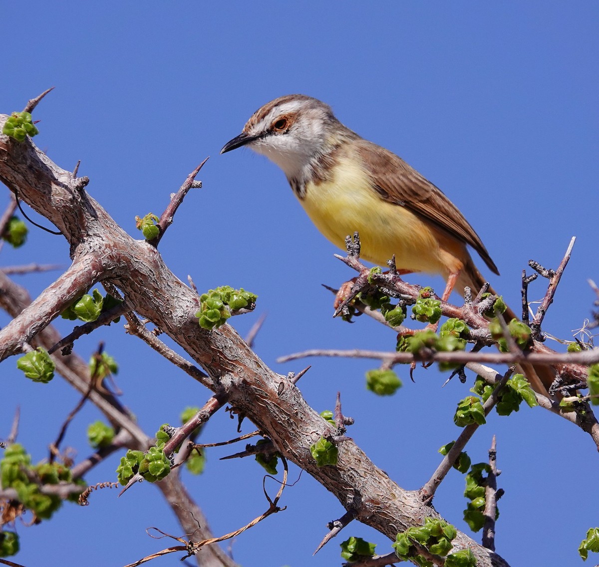 Kara Göğüslü Prinya - ML645774562