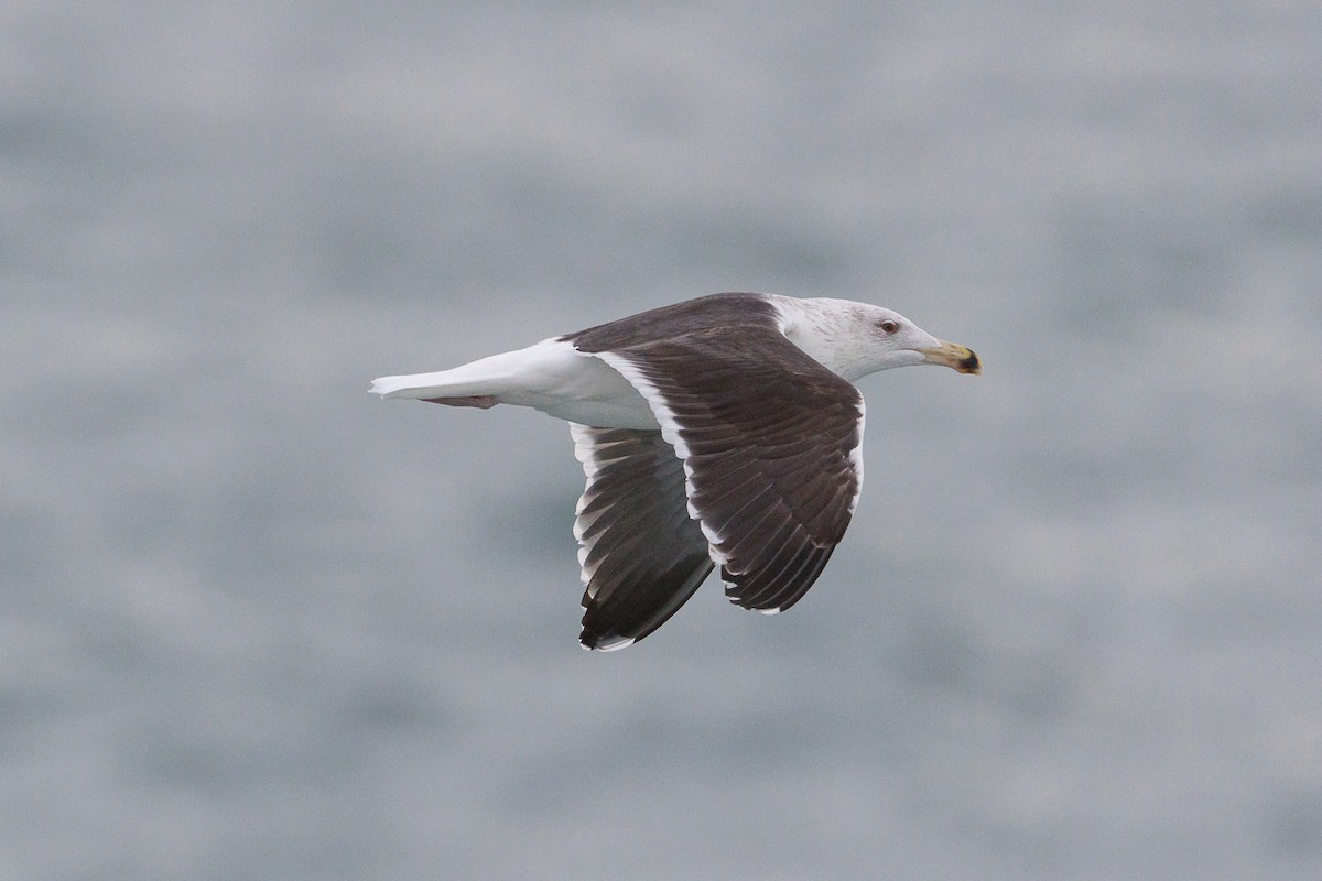 Büyük Kara Sırtlı Martı - ML645774564