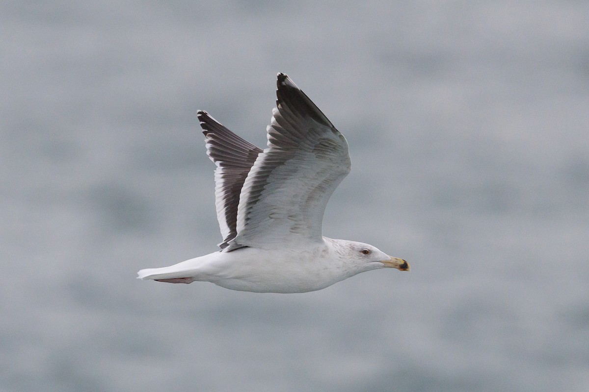 Büyük Kara Sırtlı Martı - ML645774565