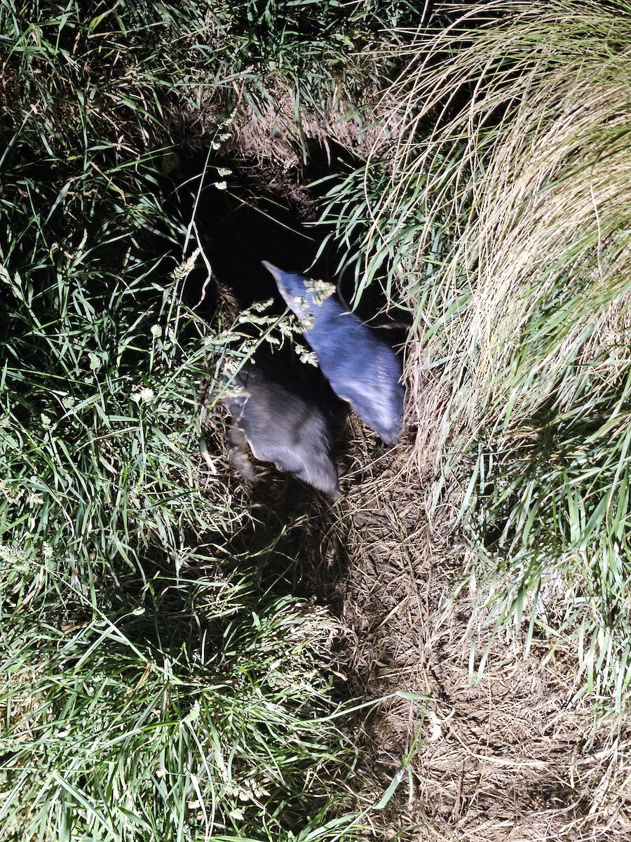 Little Penguin - ML645774566