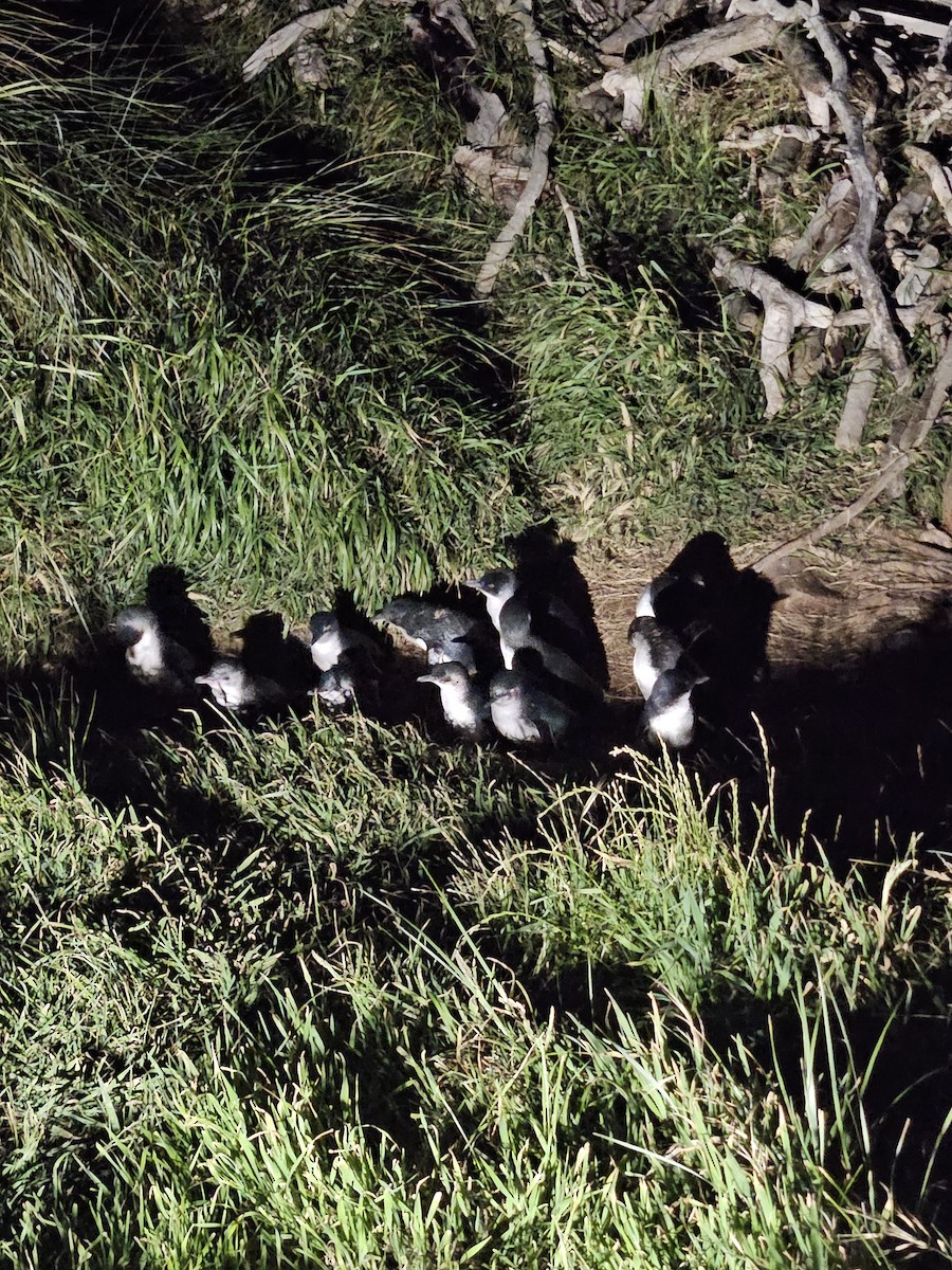 Little Penguin - ML645774568