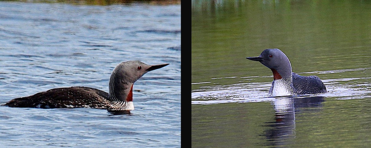 Kızıl Gerdanlı Dalgıç - ML645774570