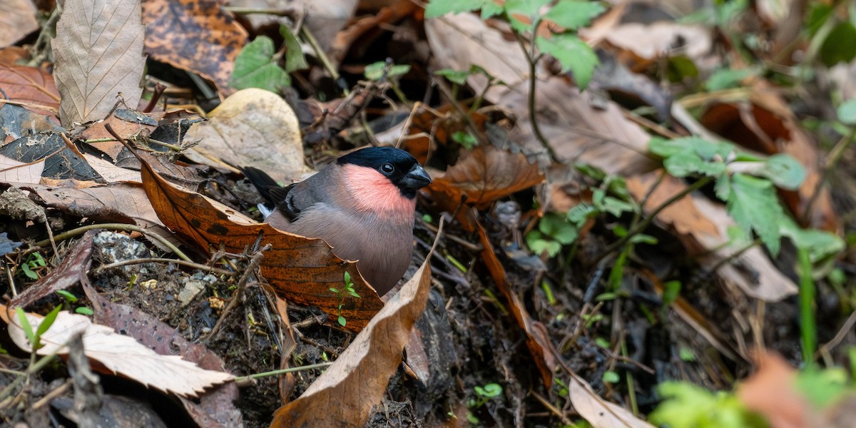 Şakrak - ML645774572