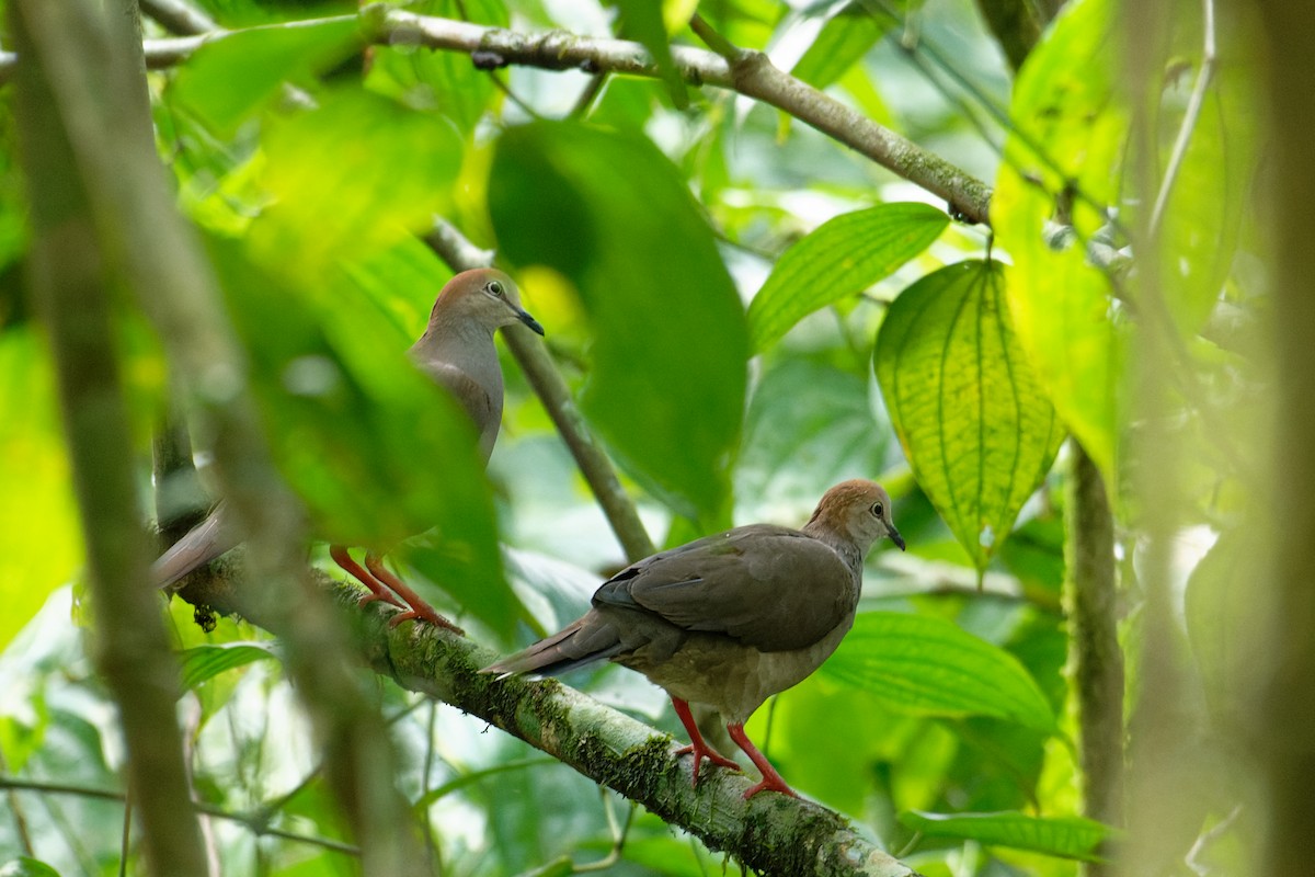 Cassin Kumrusu - ML645774573