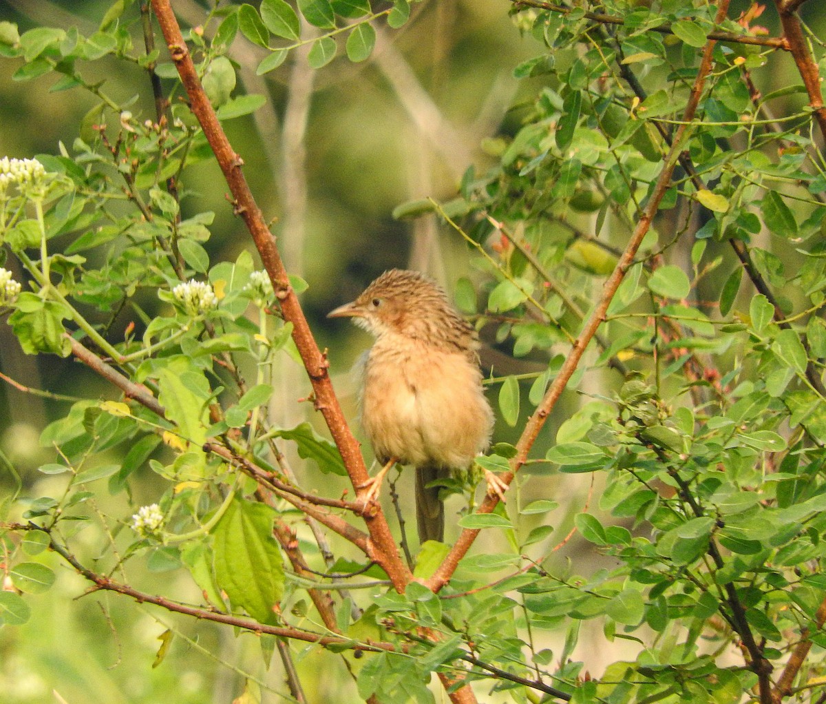 Common Babbler - ML645774577