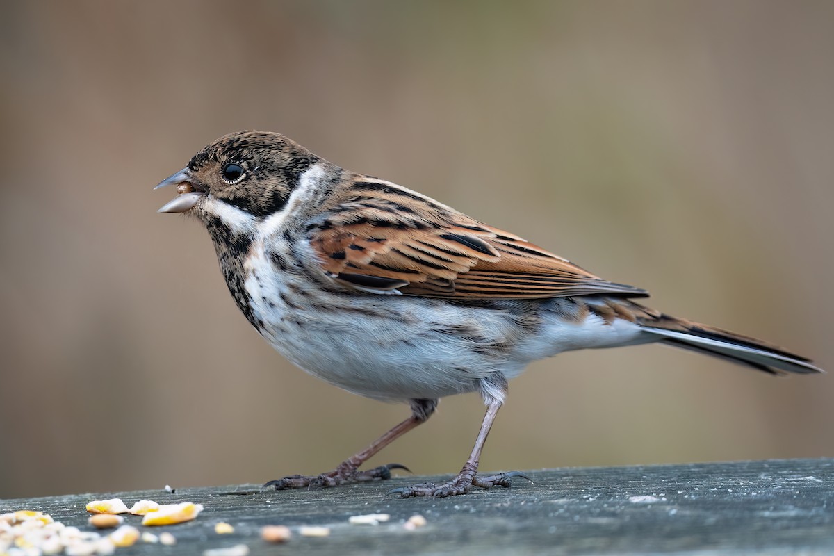 Bataklık Çintesi - ML645774579