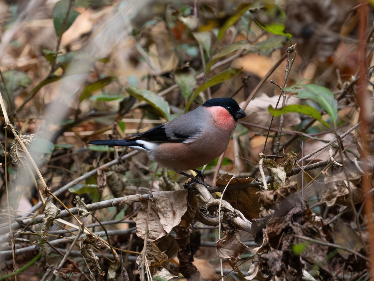 Şakrak - ML645774580