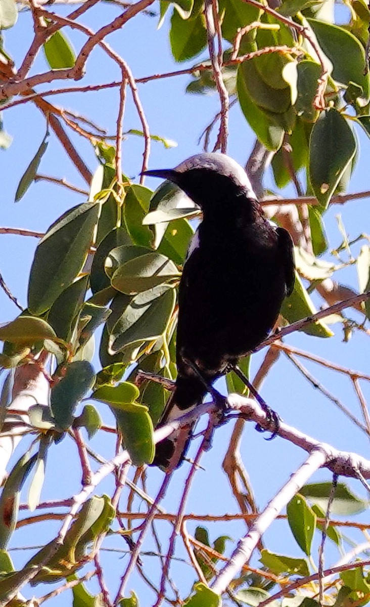 Dağ Esmer Bülbülü - ML645774581