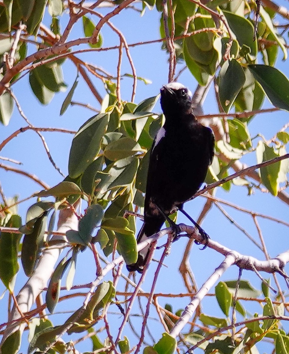 Dağ Esmer Bülbülü - ML645774582