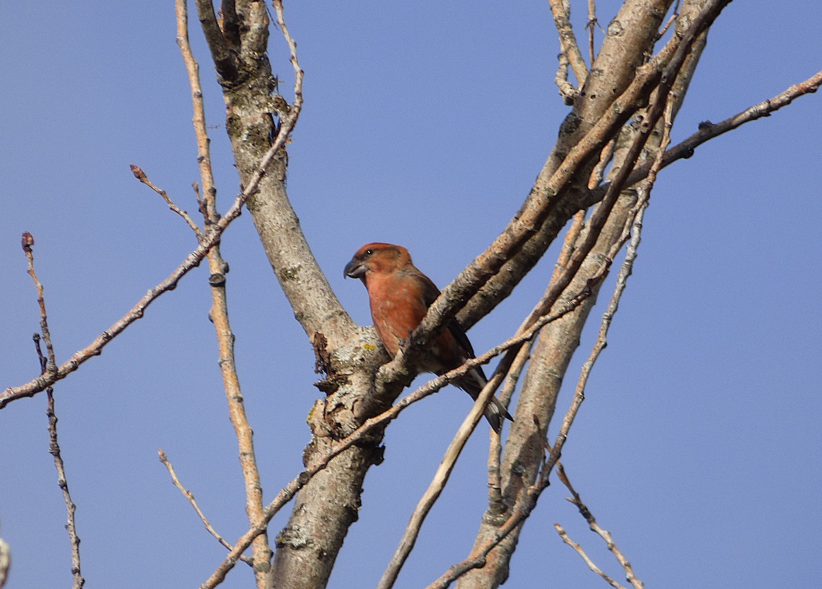 Red Crossbill - ML645774586