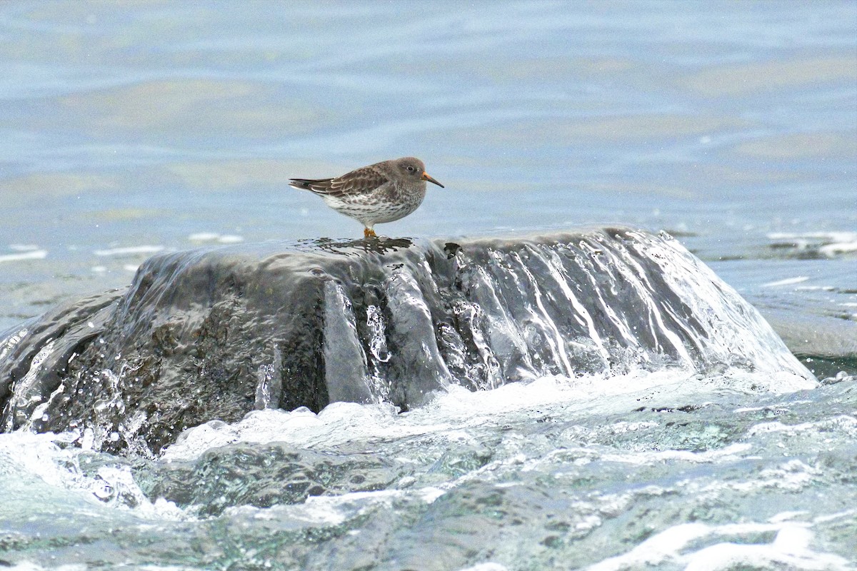 Txirri iluna - ML645774587