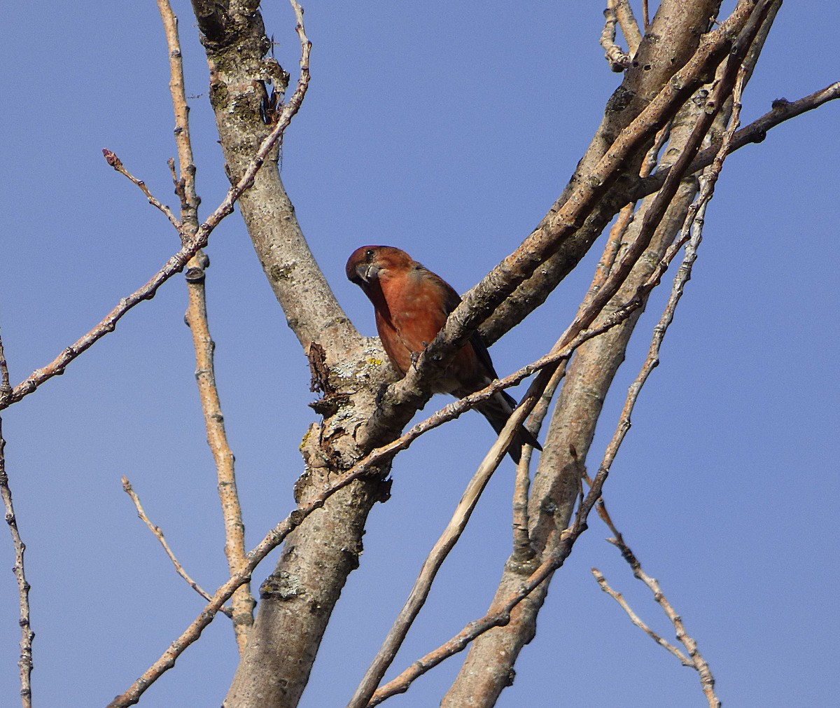 Red Crossbill - ML645774588