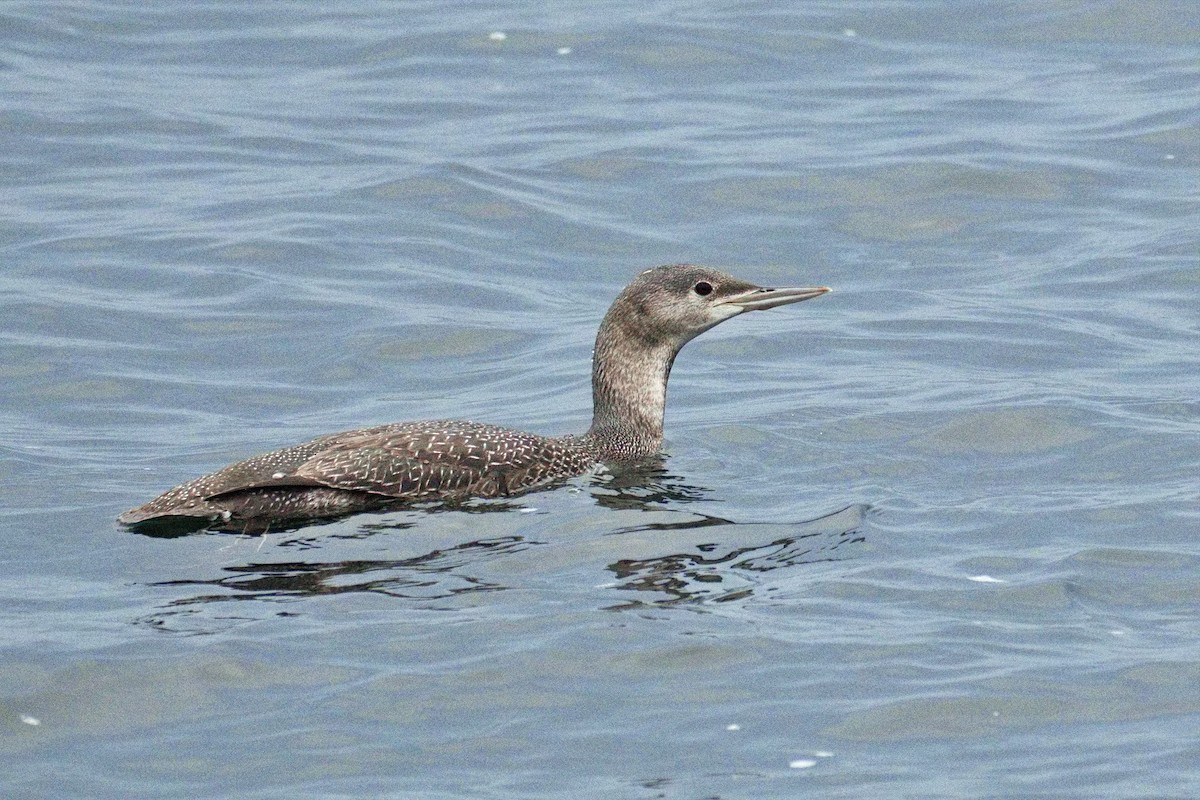 Aliota txikia - ML645774594