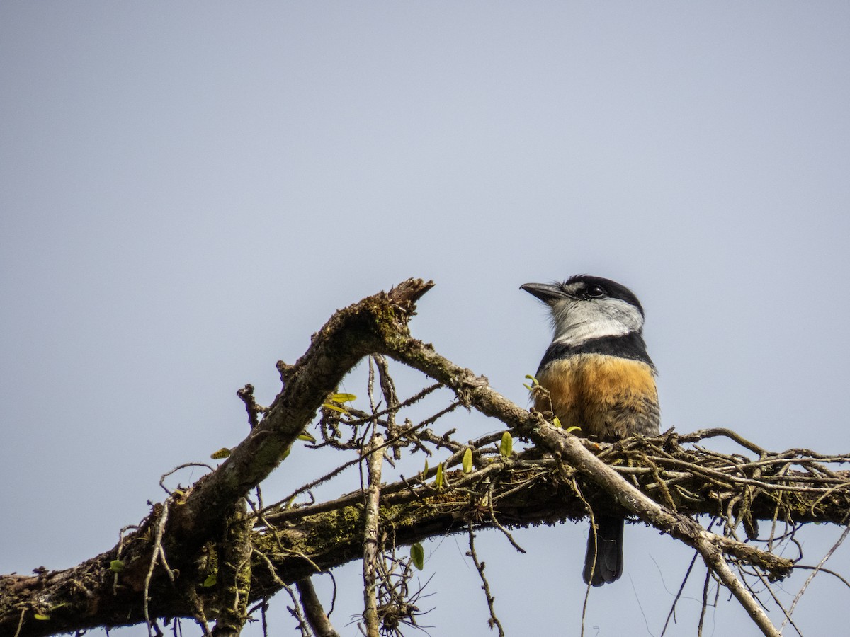 Buff-bellied Puffbird - ML645774597