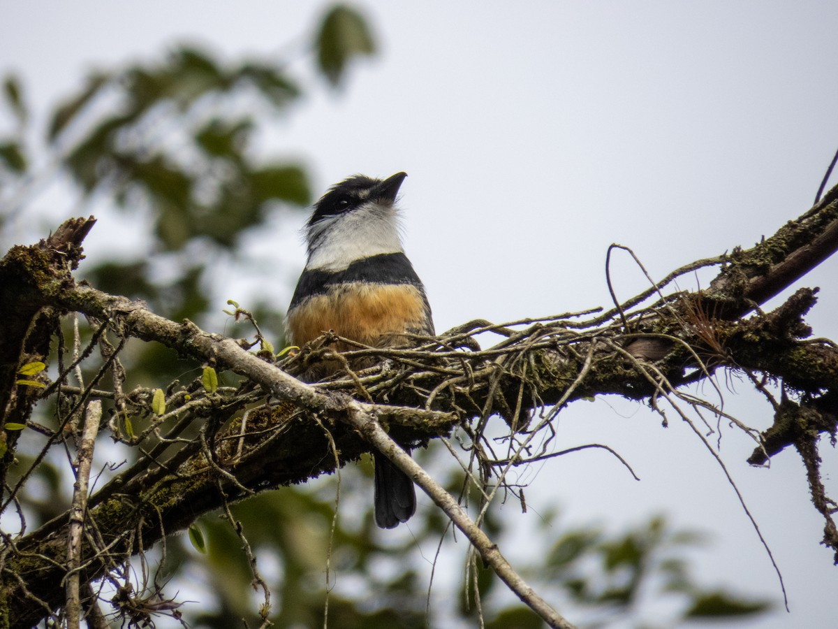 Buff-bellied Puffbird - ML645774598