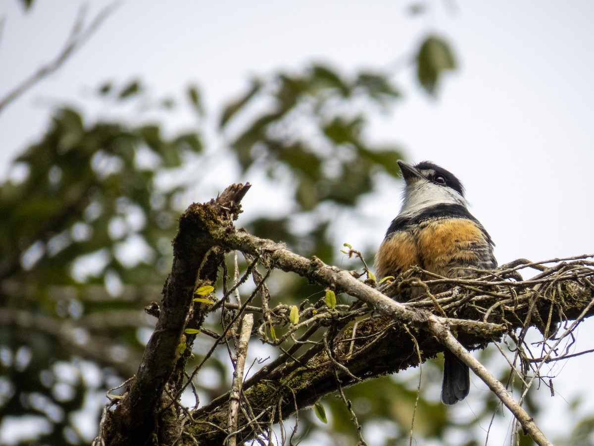 Buff-bellied Puffbird - ML645774599