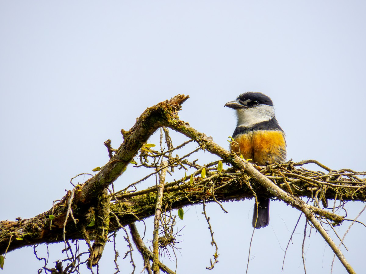 Buff-bellied Puffbird - ML645774600