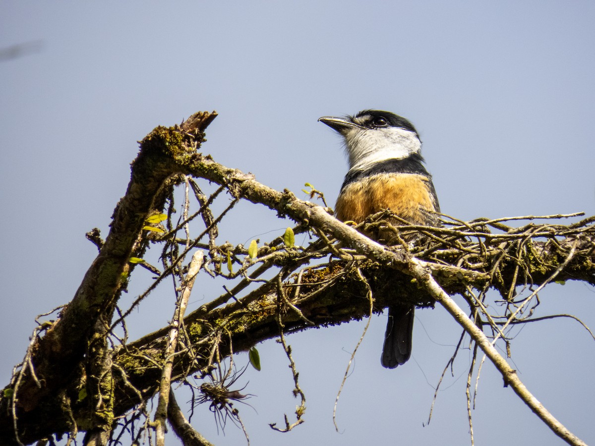 Buff-bellied Puffbird - ML645774601