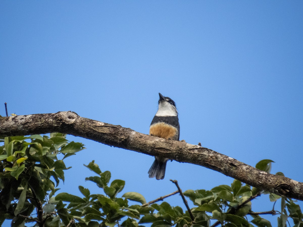 Buff-bellied Puffbird - ML645774602