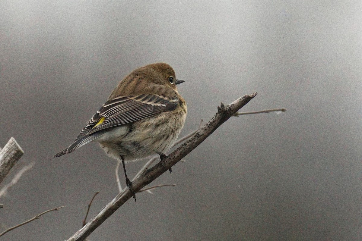 Yellow-rumped Warbler - ML645774603
