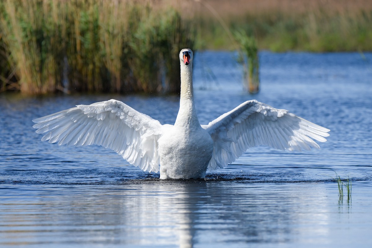 Mute Swan - ML645774613