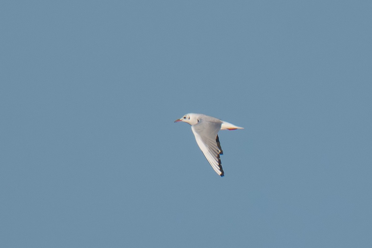 Black-headed Gull - ML645774614