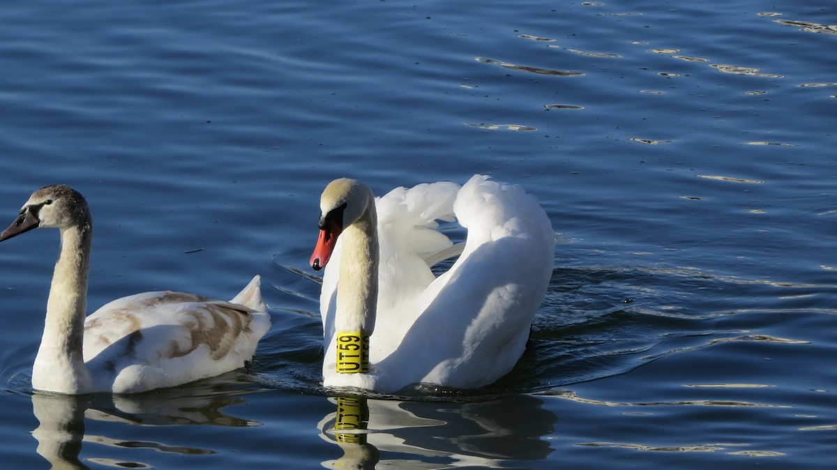 Mute Swan - ML645774615