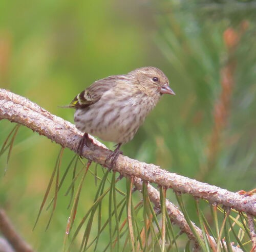 Pine Siskin - ML645774616