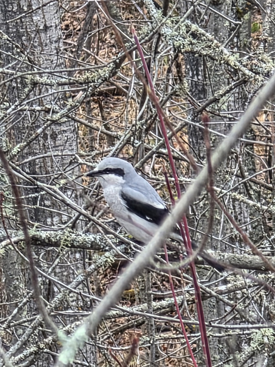 Northern Shrike - ML645774617