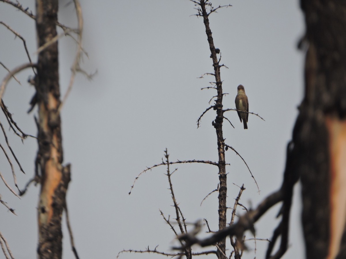 Olive-sided Flycatcher - ML645774619