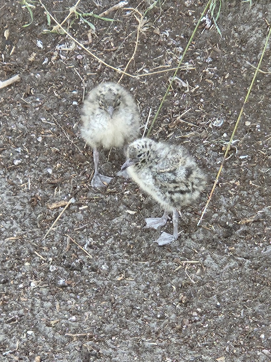 Silver Gull - ML645774623