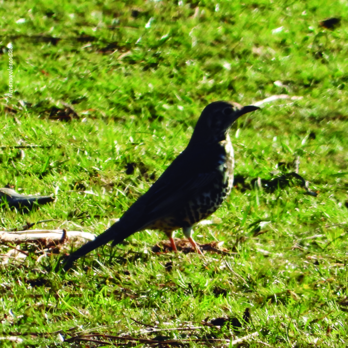 Mistle Thrush - ML645774625