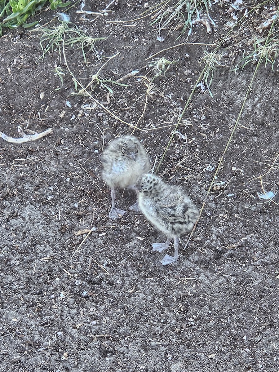 Silver Gull - ML645774626