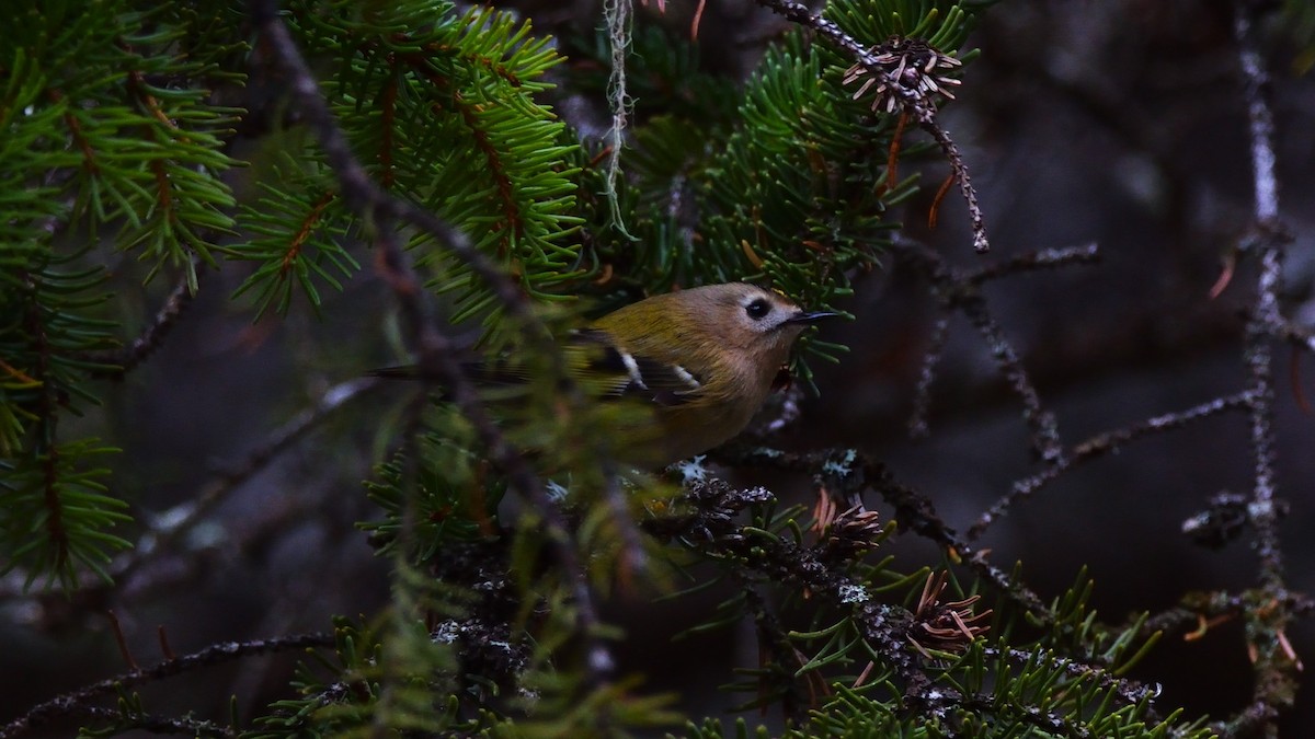 Goldcrest - ML645774627