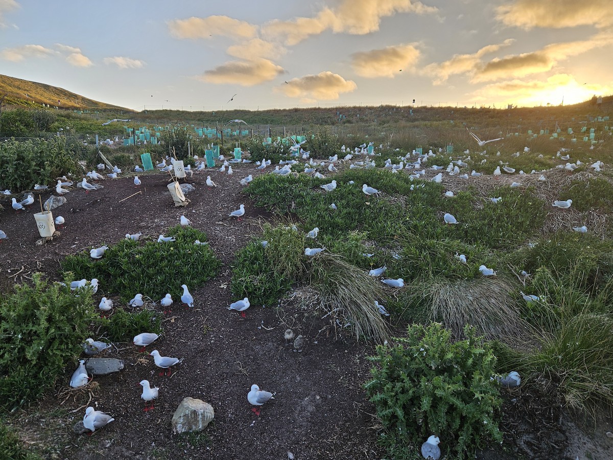 Silver Gull - ML645774628