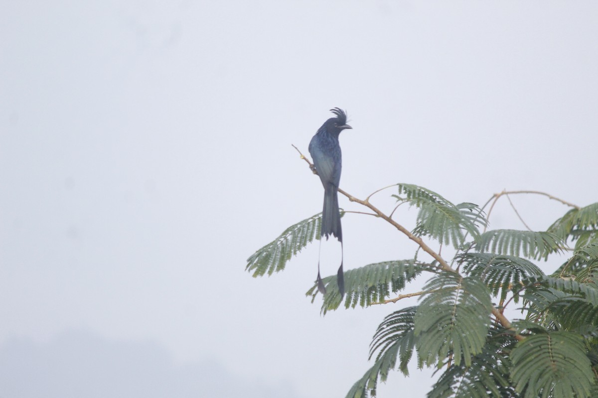 Greater Racket-tailed Drongo - ML645774630