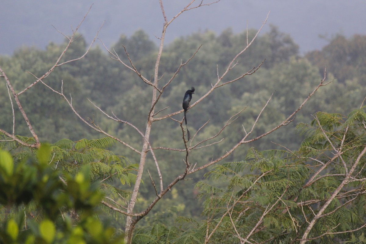 Greater Racket-tailed Drongo - ML645774631