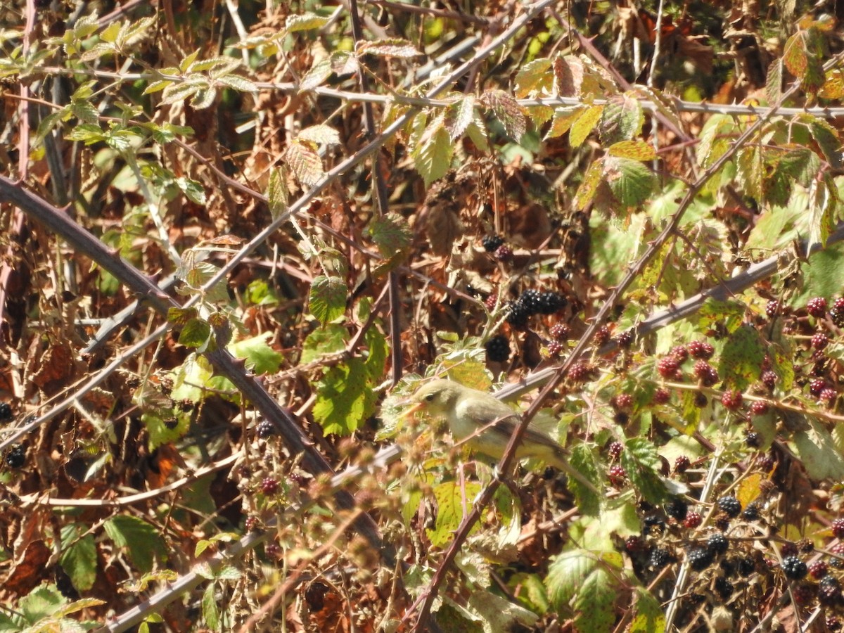 Melodious Warbler - ML645774632