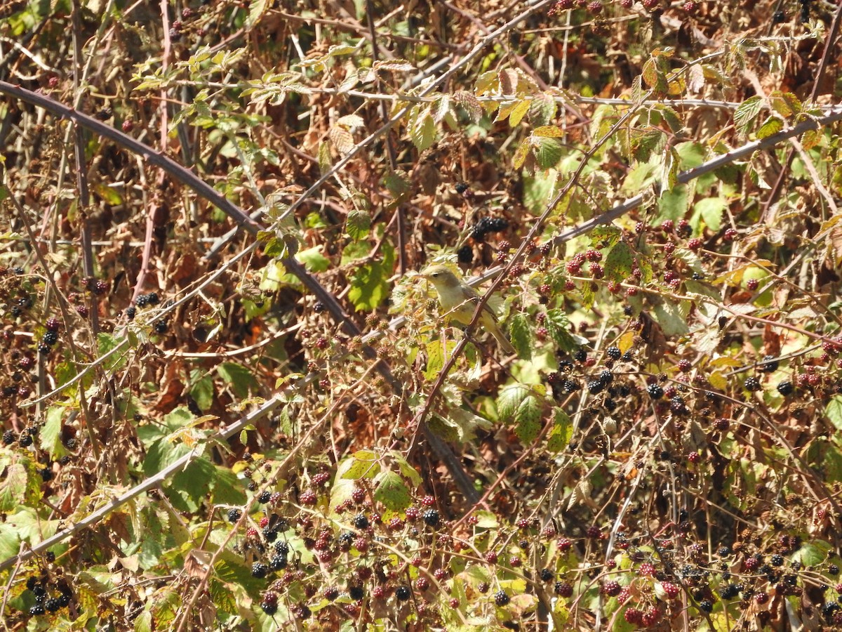 Melodious Warbler - ML645774633