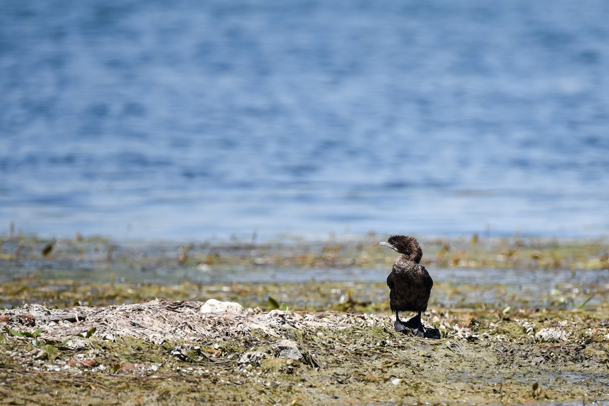 Pygmy Cormorant - ML645774634