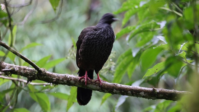 Andean Guan - ML645774636