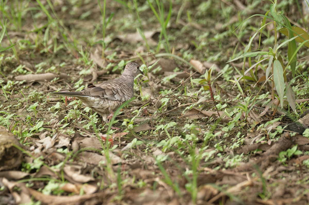 Inca Dove - ML645774640