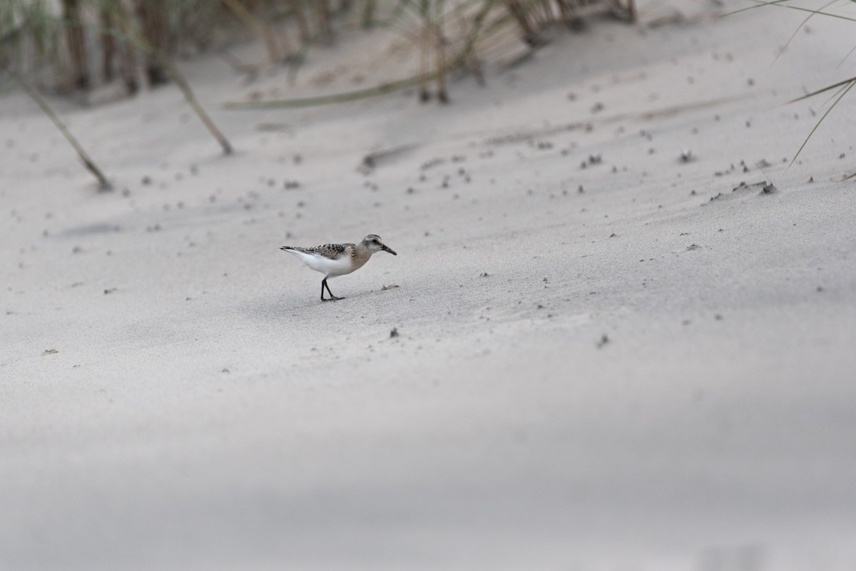 Sanderling - ML645774648