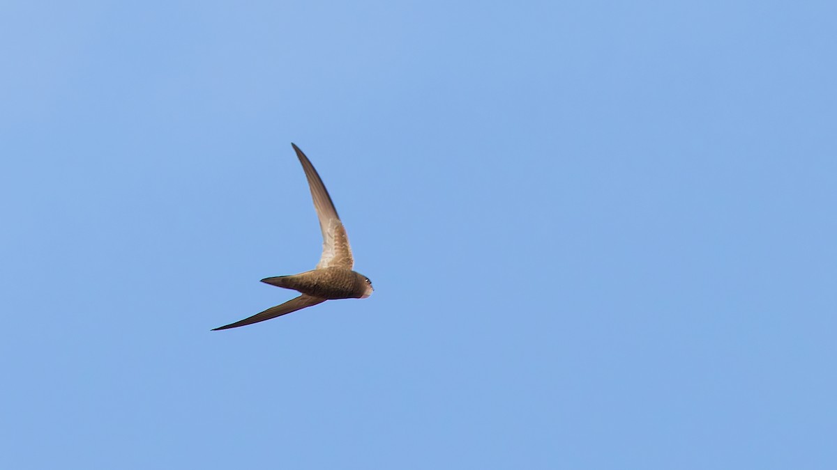 Pallid Swift - ML645774649