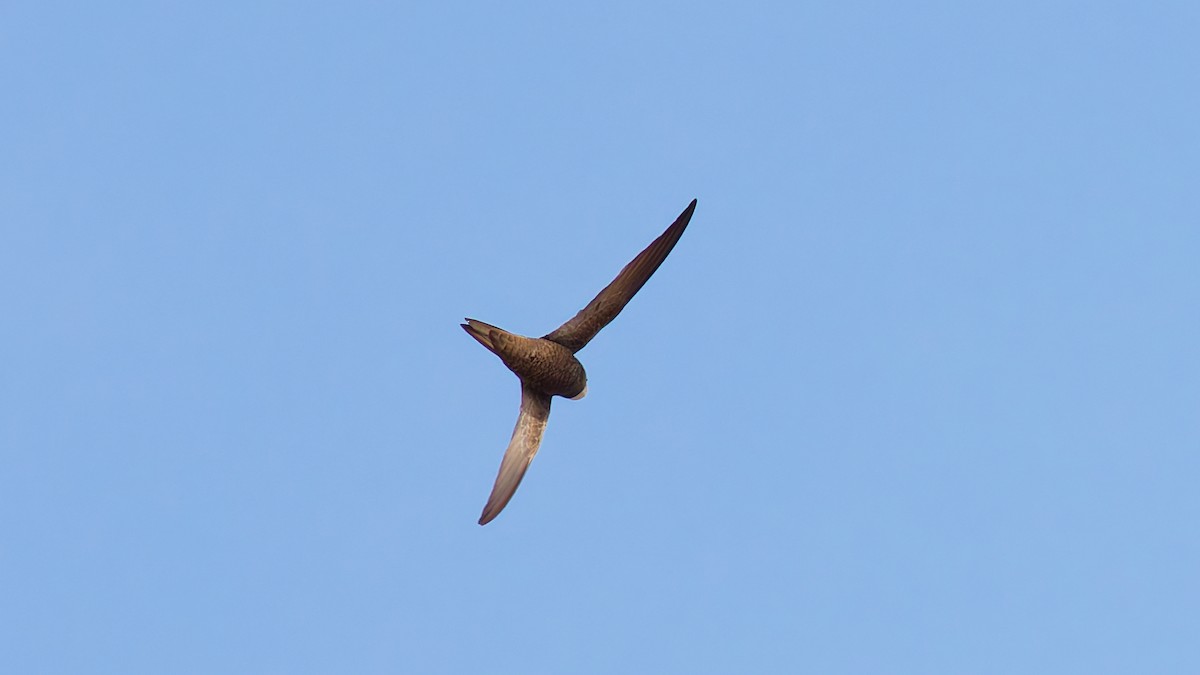 Pallid Swift - ML645774655